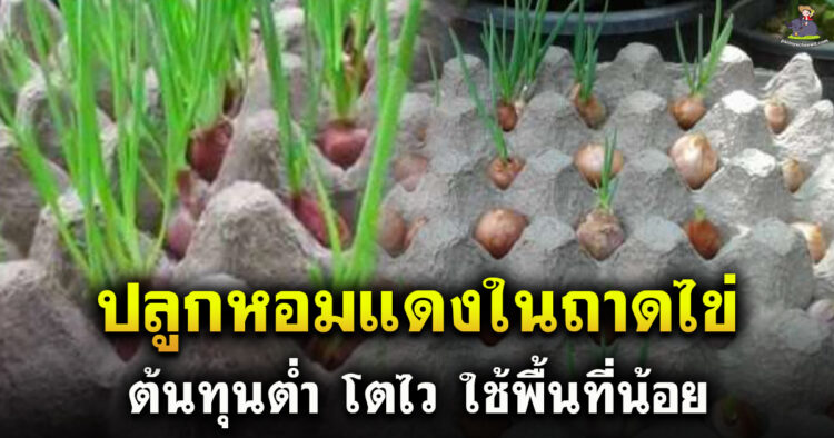 ปลูกหอมแดงในถาดไข่ ทำง่าย ใช้พื้นที่น้อย ทำอยู่บ้านหรือคอนโดก็ได้